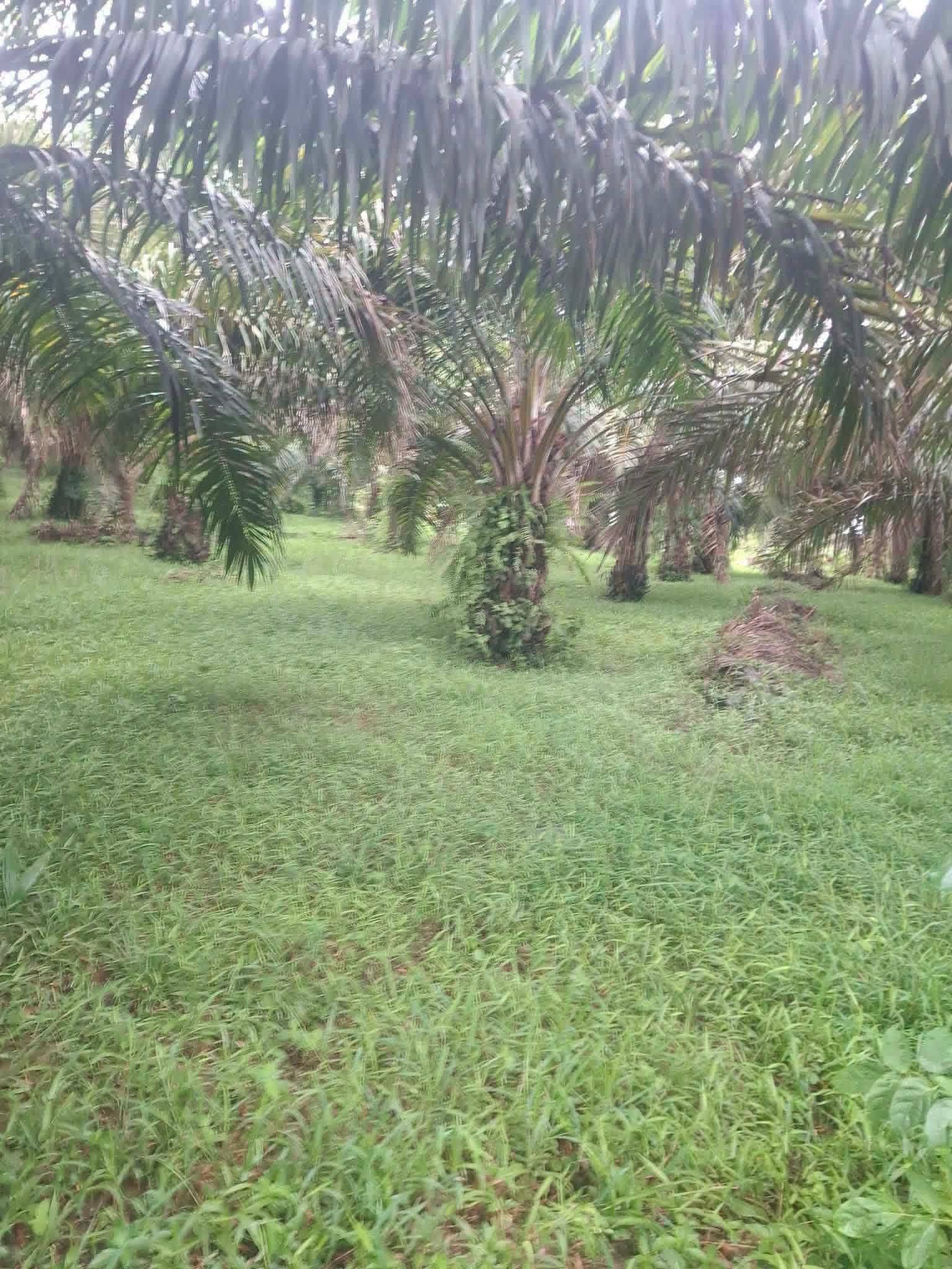 7-rai titled palm plantation land near Khao Lak, Thai Mueang – photo 3
