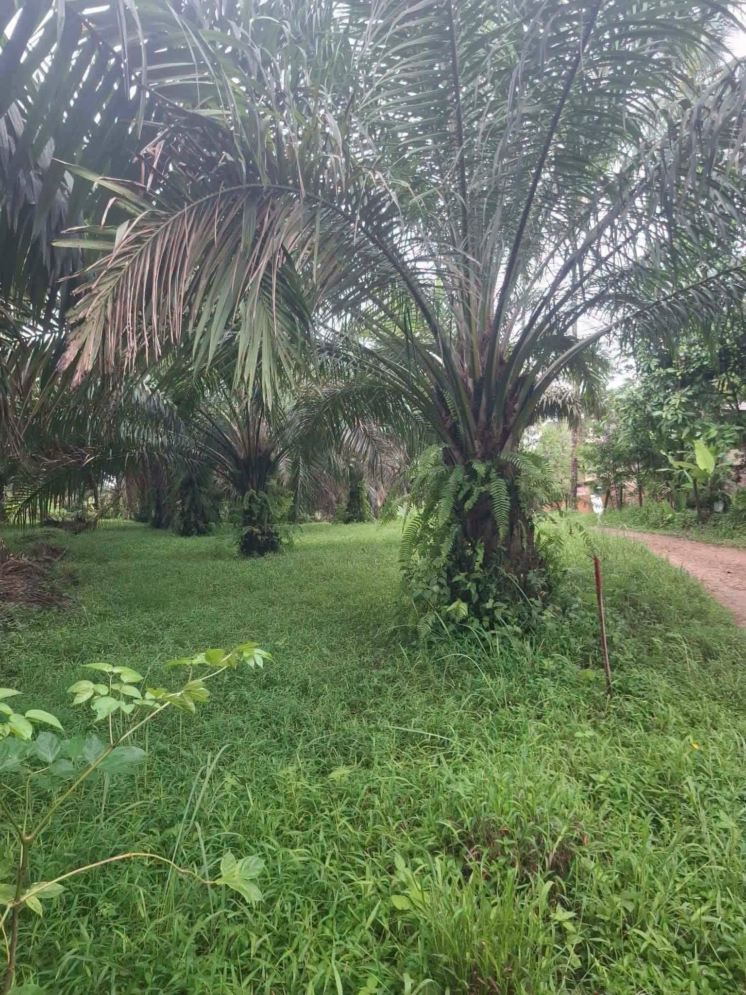 7-rai titled palm plantation land near Khao Lak, Thai Mueang – photo 7