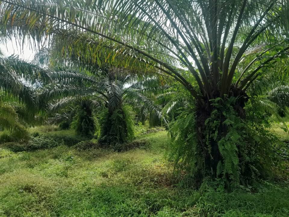Palm Oil Plantation 11 Rai for Sale, Ron Phibun, Nakhon Si Thammarat – photo 6
