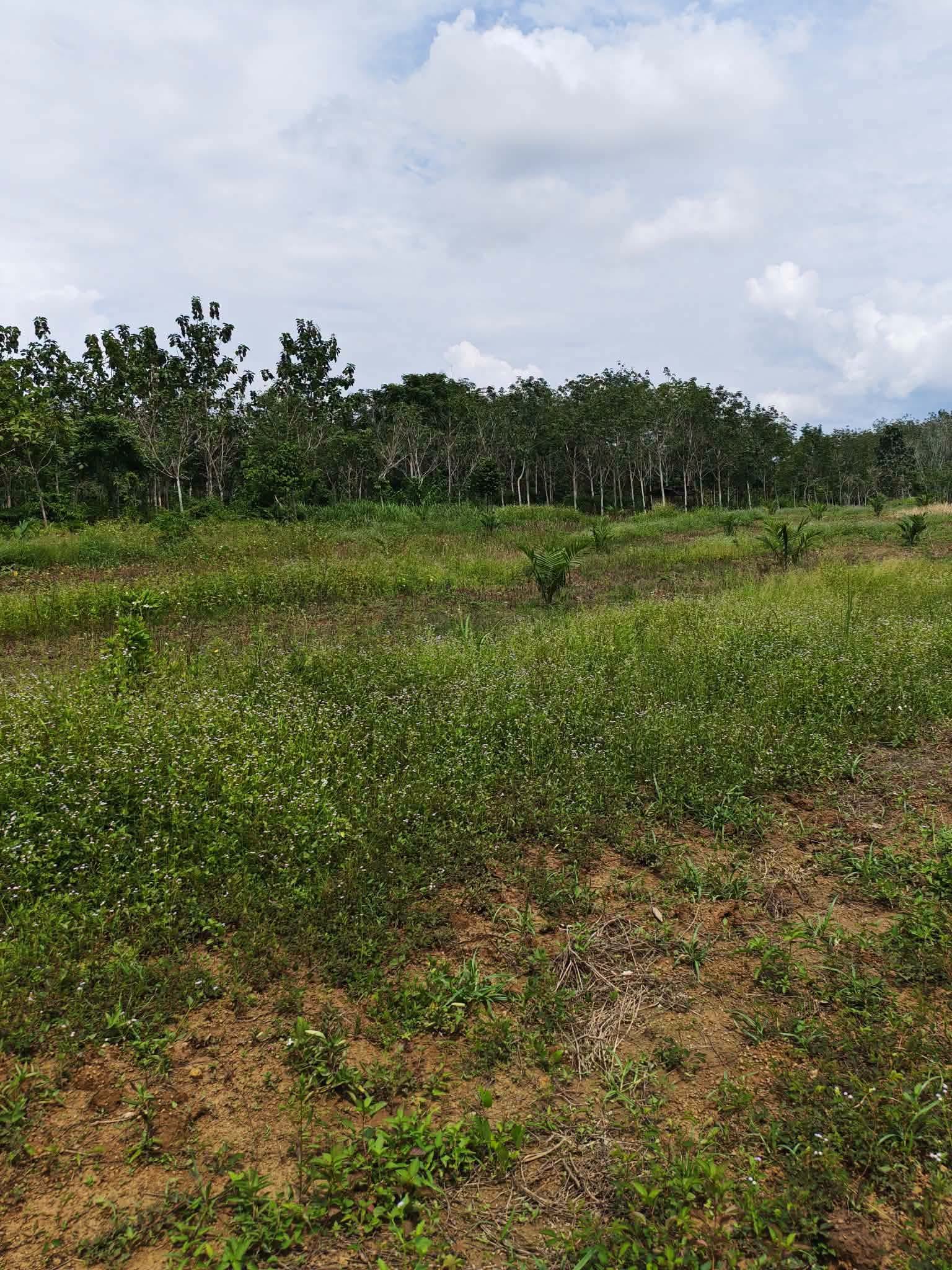 10-rai oil palm plantation for sale in Thung Song, Nakhon Si Thammarat – photo 6