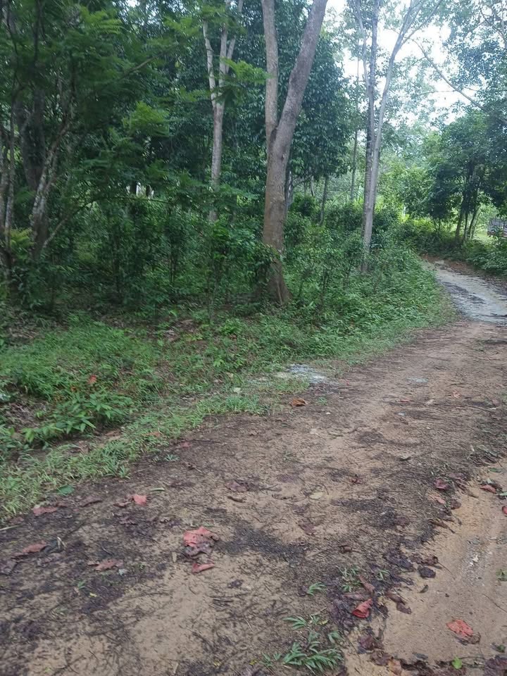 2 rai of vacant land for sale in Soi Na Kok, Phuket – photo 2