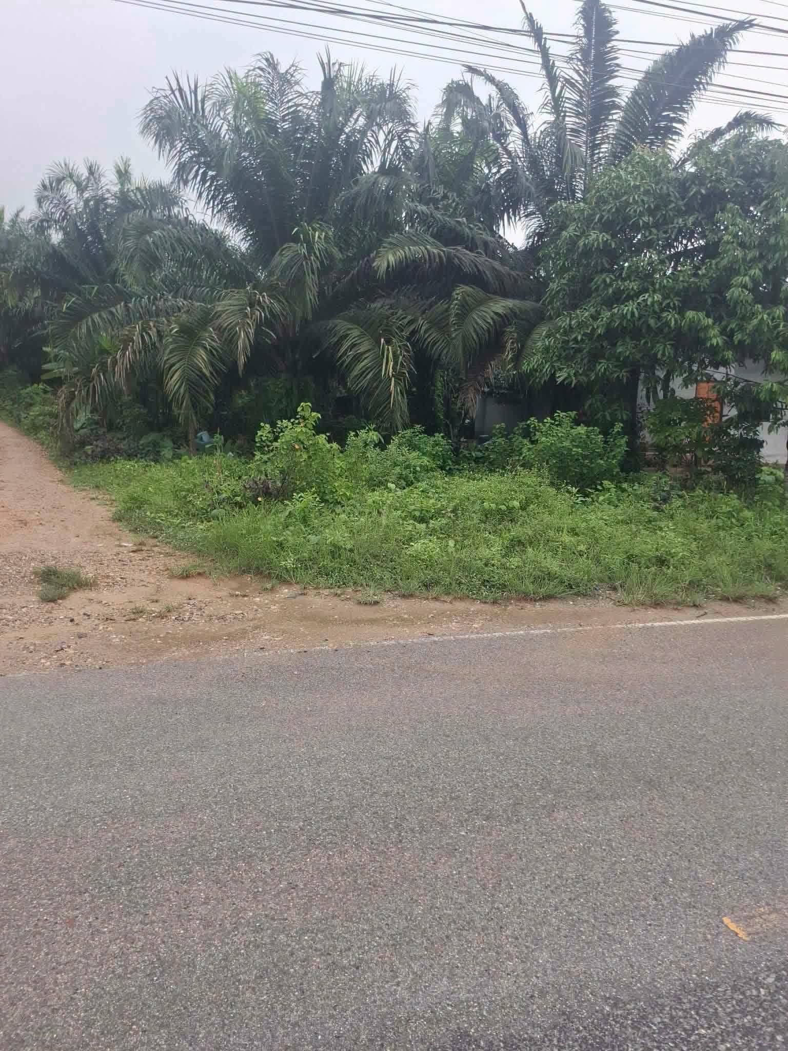 7-rai titled palm plantation land near Khao Lak, Thai Mueang – photo 4