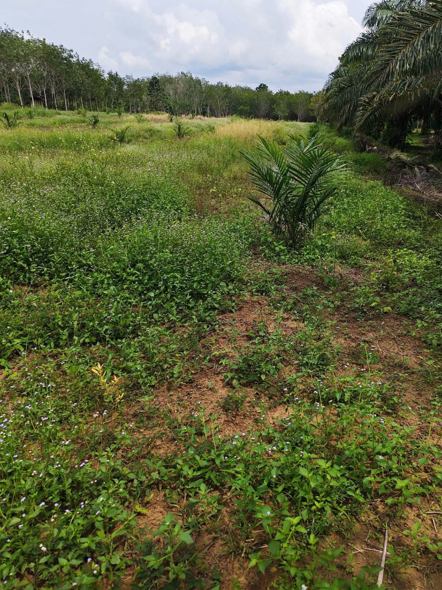 10-rai oil palm plantation for sale in Thung Song, Nakhon Si Thammarat – photo 3