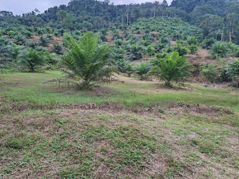 25-26 rai palm plantation land for sale in Lam Phi, Thai Mueang – photo 3