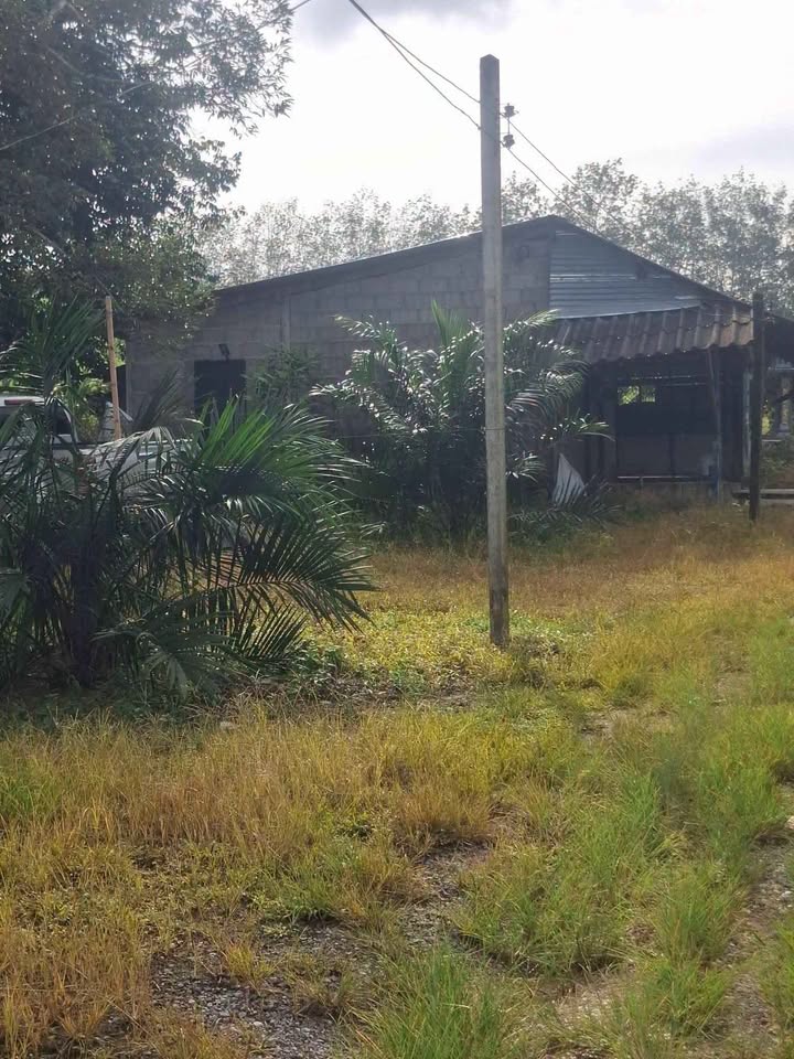 12 rai palm plantation with small house for sale in Thung Maphrao, Thai Mueang – รูปที่ 2