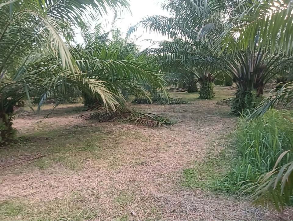 4 rai 93 sq wah titled palm plantation land for sale in Lam Kaen, near Khao Lak – photo 2