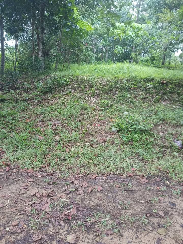 2 rai of vacant land for sale in Soi Na Kok, Phuket – photo 3