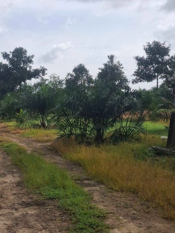 12 rai palm plantation with small house for sale in Thung Maphrao, Thai Mueang – รูปที่ 7