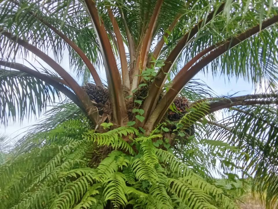 Palm Oil Plantation 11 Rai for Sale, Ron Phibun, Nakhon Si Thammarat – photo 2