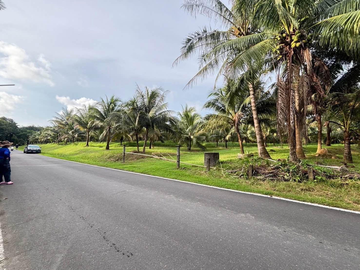 Coconut Garden Land for Sale in Tha Yu, Phang Nga – photo 5
