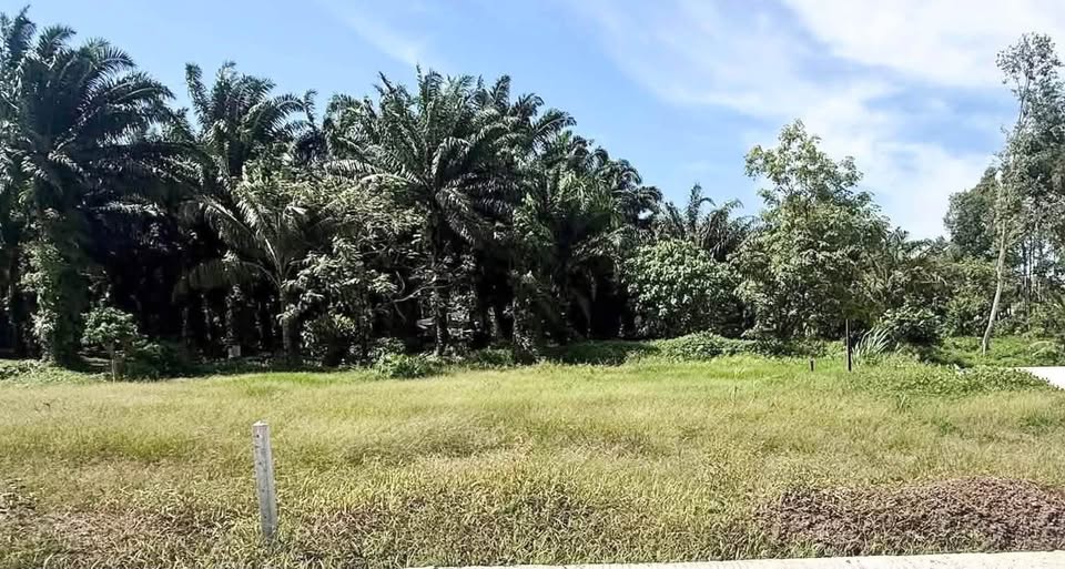 100 sq.wah land plot in Khok Kloi, Phang Nga – photo 2