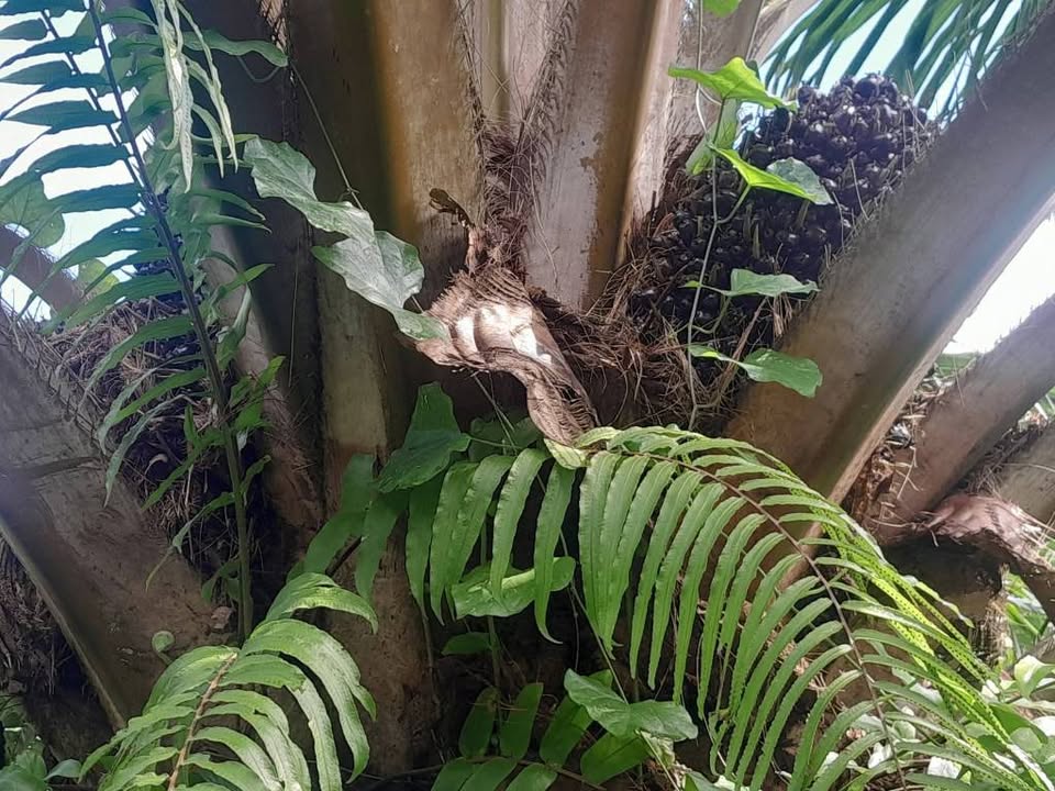 Palm Oil Plantation 11 Rai for Sale, Ron Phibun, Nakhon Si Thammarat – photo 3