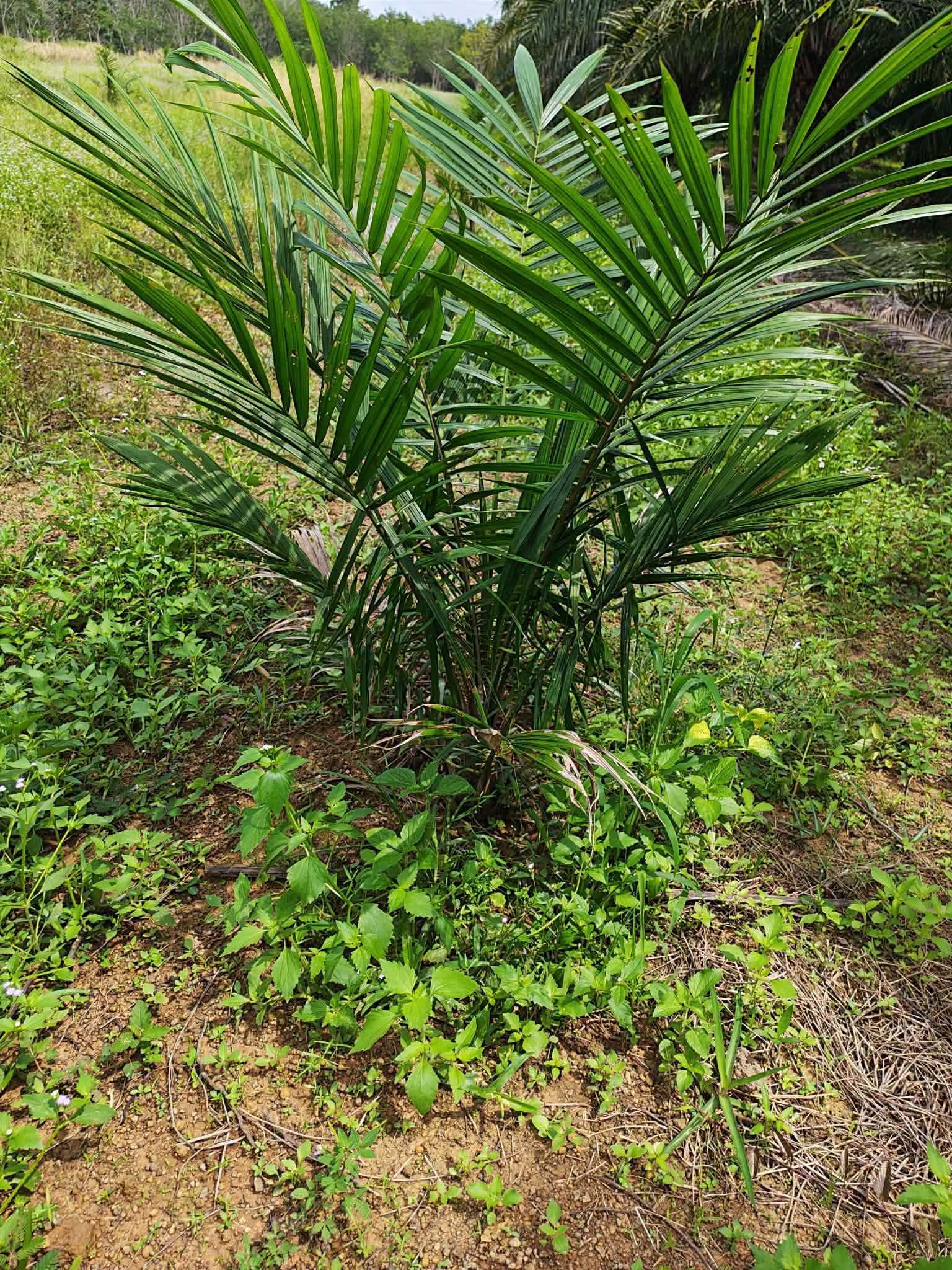 10-rai oil palm plantation for sale in Thung Song, Nakhon Si Thammarat – photo 2