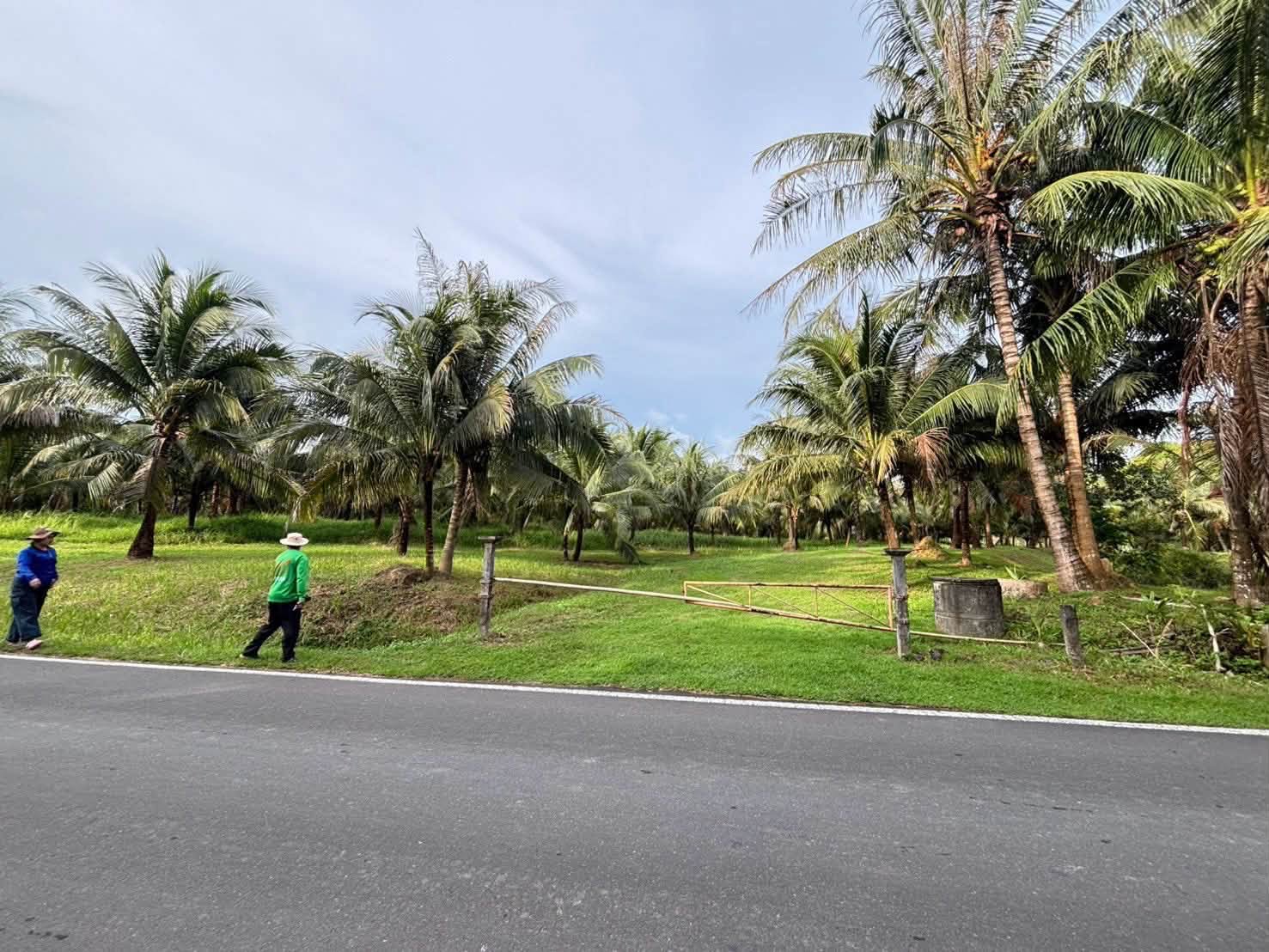 Coconut Garden Land for Sale in Tha Yu, Phang Nga – photo 4