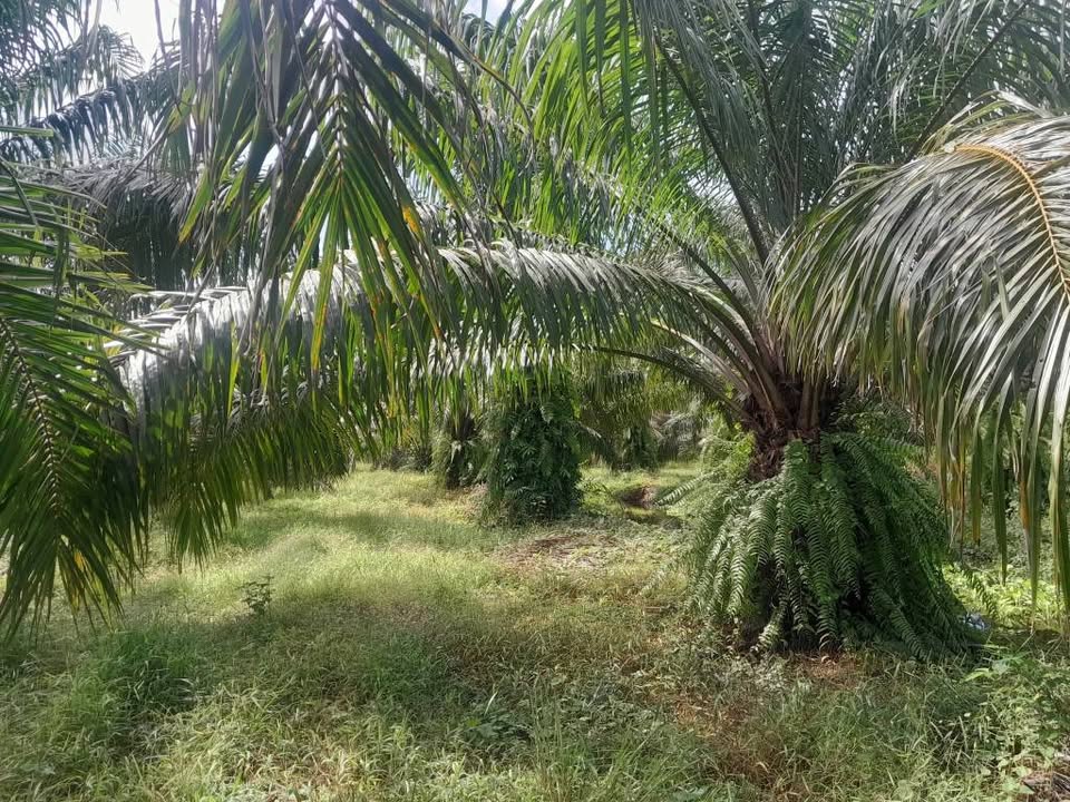 Palm Oil Plantation 11 Rai for Sale, Ron Phibun, Nakhon Si Thammarat – photo 8