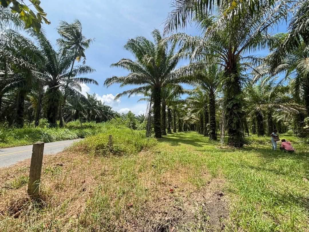 Coconut Garden Land for Sale in Tha Yu, Phang Nga – photo 1
