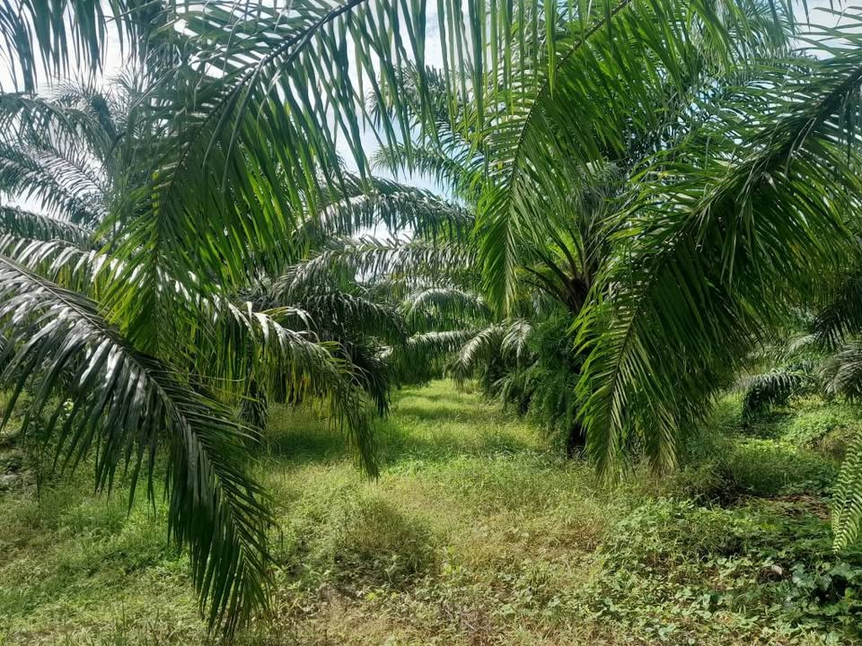 Palm Oil Plantation 11 Rai for Sale, Ron Phibun, Nakhon Si Thammarat – photo 7