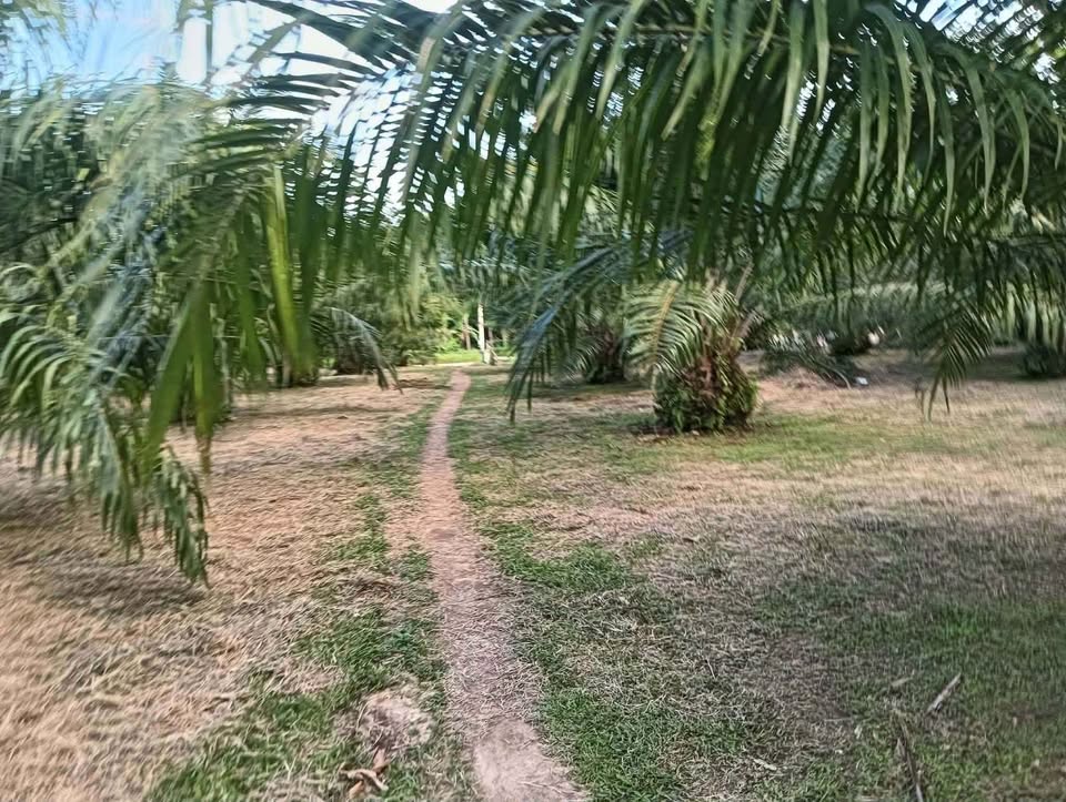 4 rai 93 sq wah titled palm plantation land for sale in Lam Kaen, near Khao Lak – photo 4