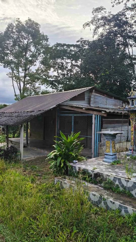 12 rai palm plantation with small house for sale in Thung Maphrao, Thai Mueang – รูปที่ 3