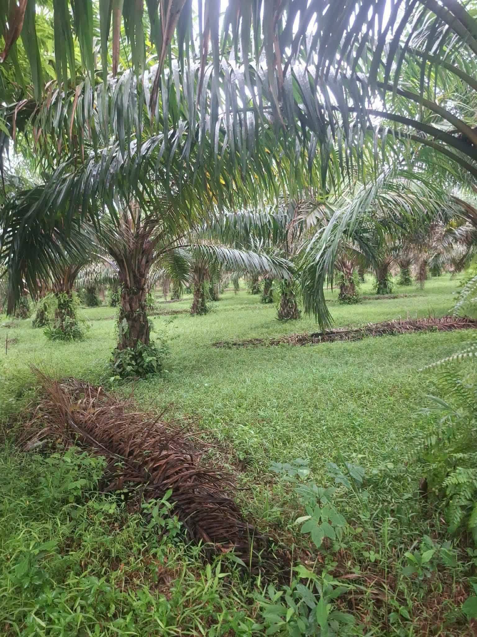 7-rai titled palm plantation land near Khao Lak, Thai Mueang – photo 5