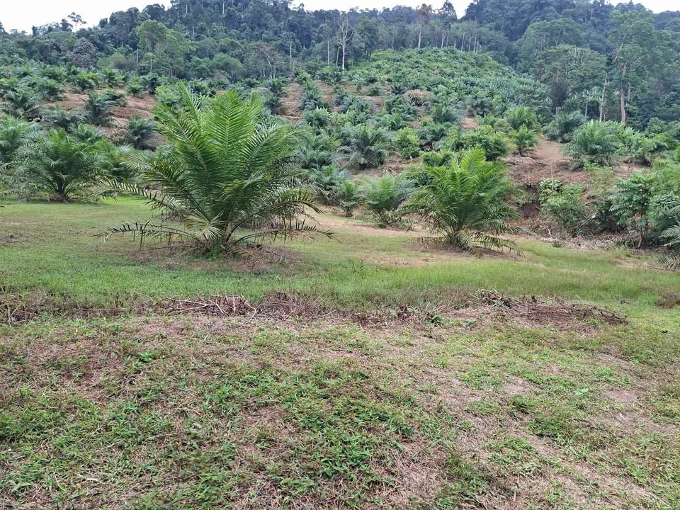 25-26 rai palm plantation land for sale in Lam Phi, Thai Mueang