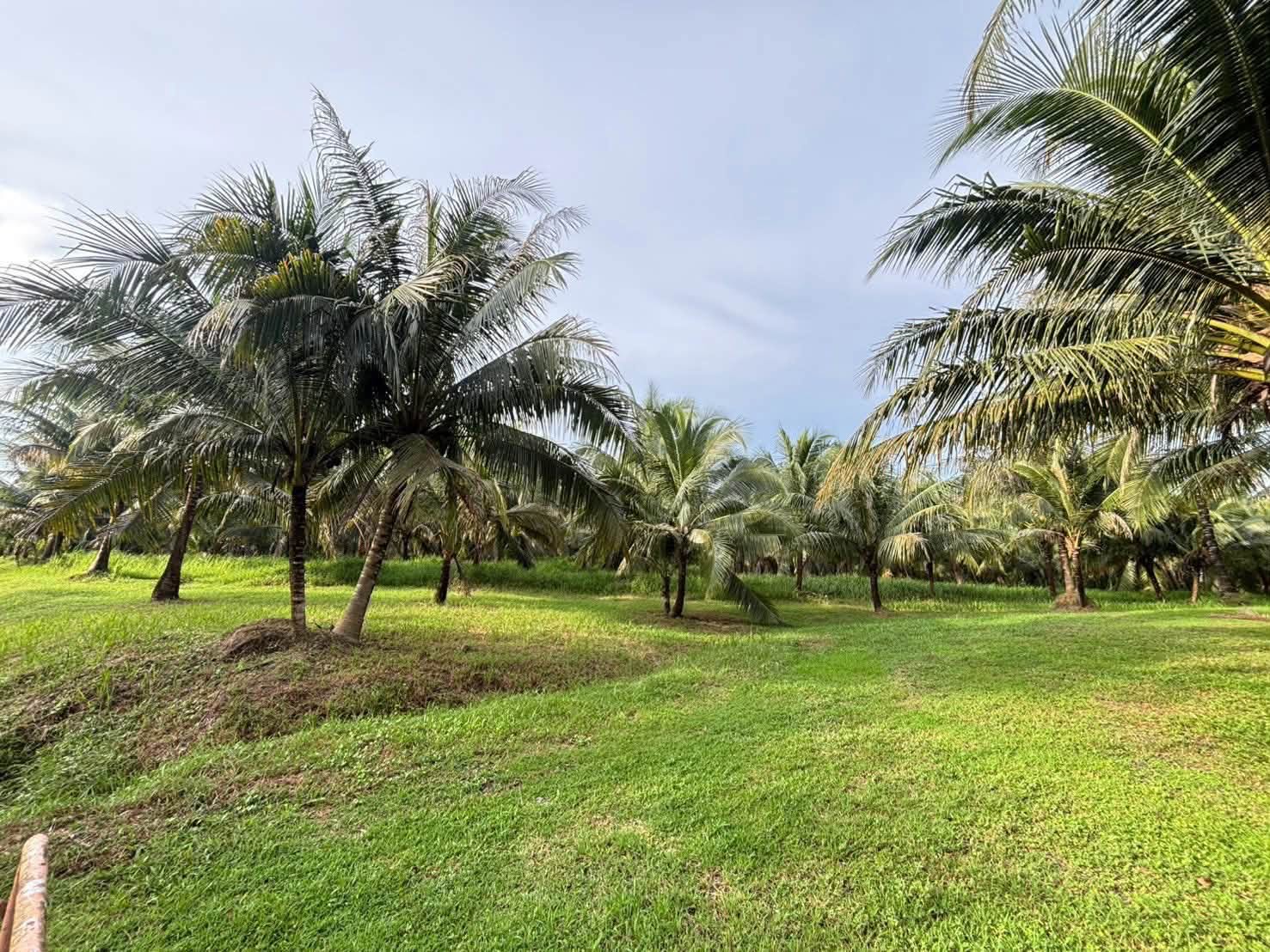 Coconut Garden Land for Sale in Tha Yu, Phang Nga – photo 7