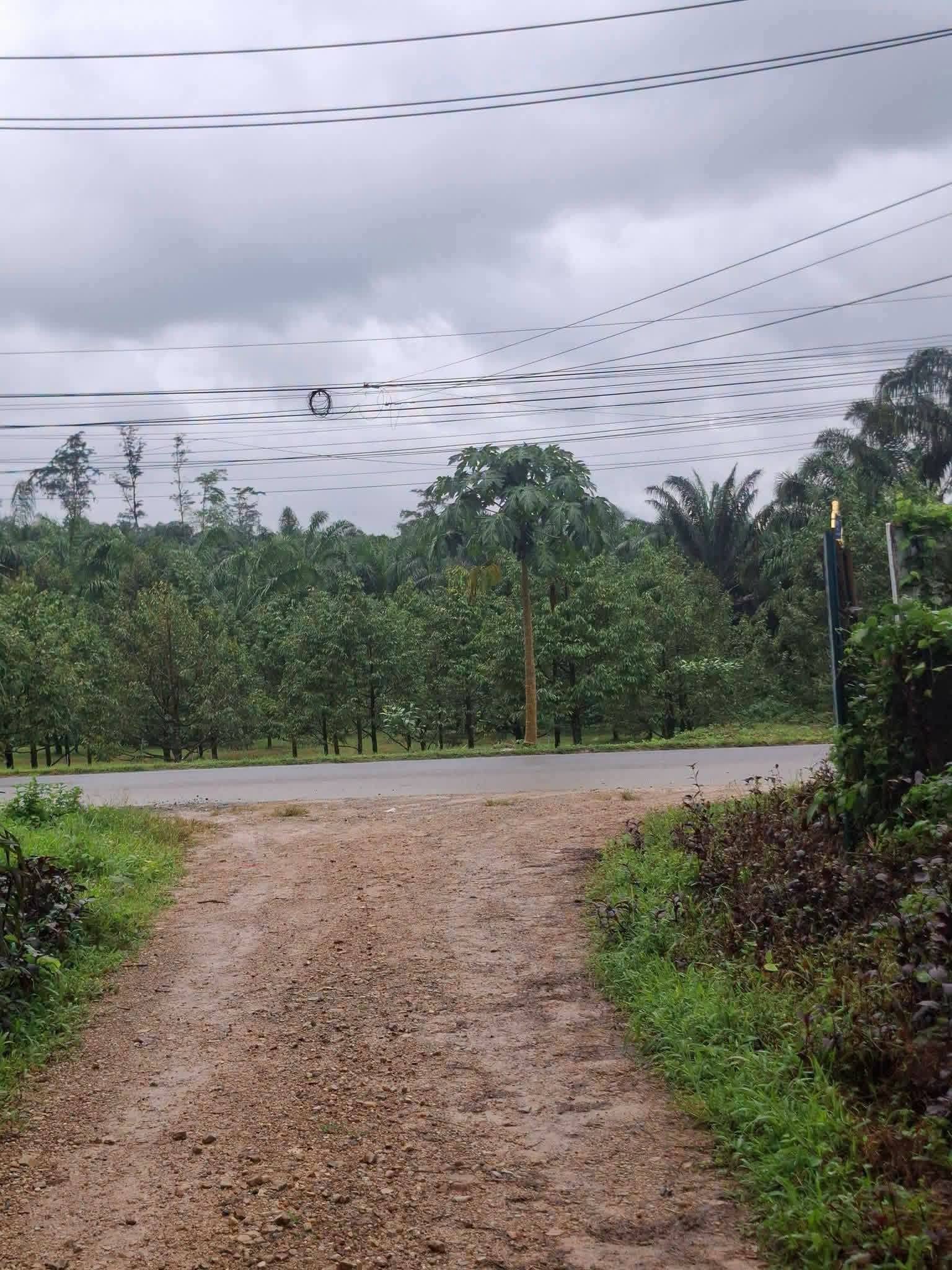 7-rai titled palm plantation land near Khao Lak, Thai Mueang – photo 1