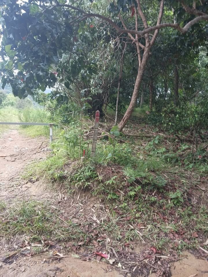 2 rai of vacant land for sale in Soi Na Kok, Phuket – photo 5