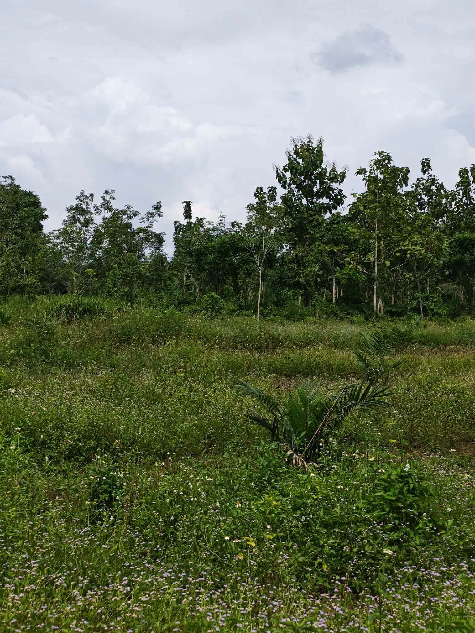 10-rai oil palm plantation for sale in Thung Song, Nakhon Si Thammarat – photo 7
