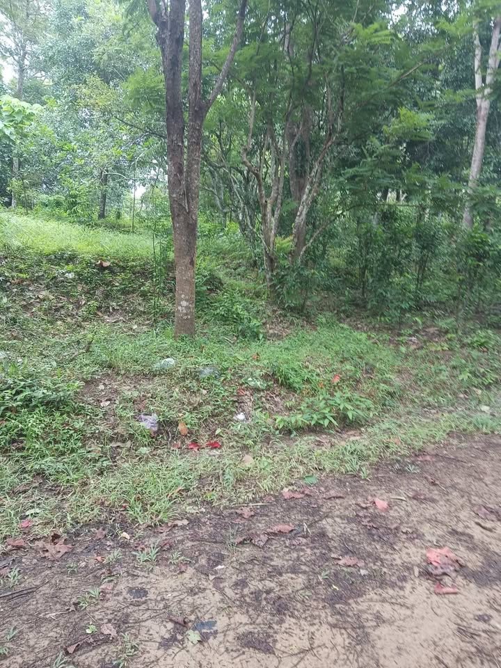 2 rai of vacant land for sale in Soi Na Kok, Phuket – photo 4