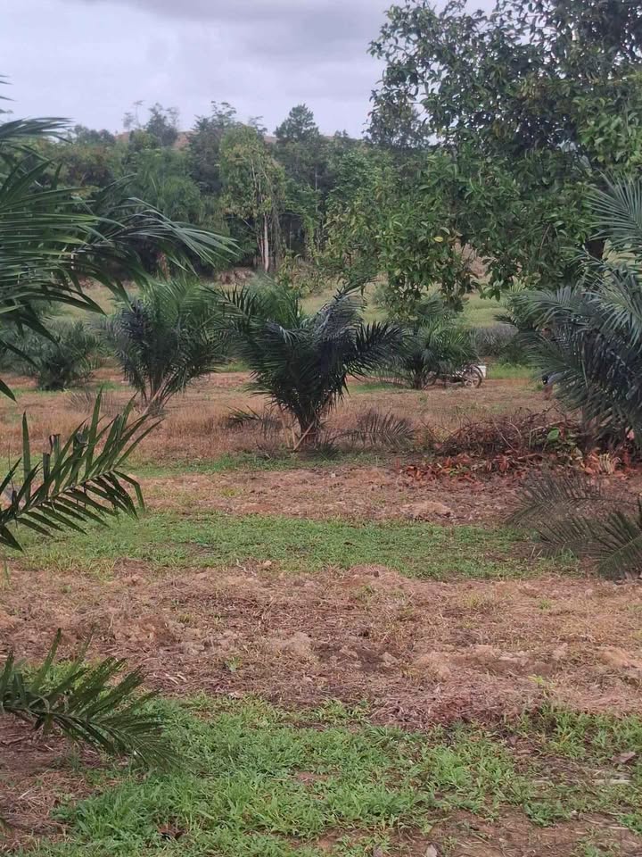 12 rai palm plantation with small house for sale in Thung Maphrao, Thai Mueang