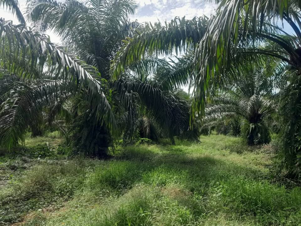 Palm Oil Plantation 11 Rai for Sale, Ron Phibun, Nakhon Si Thammarat – photo 9