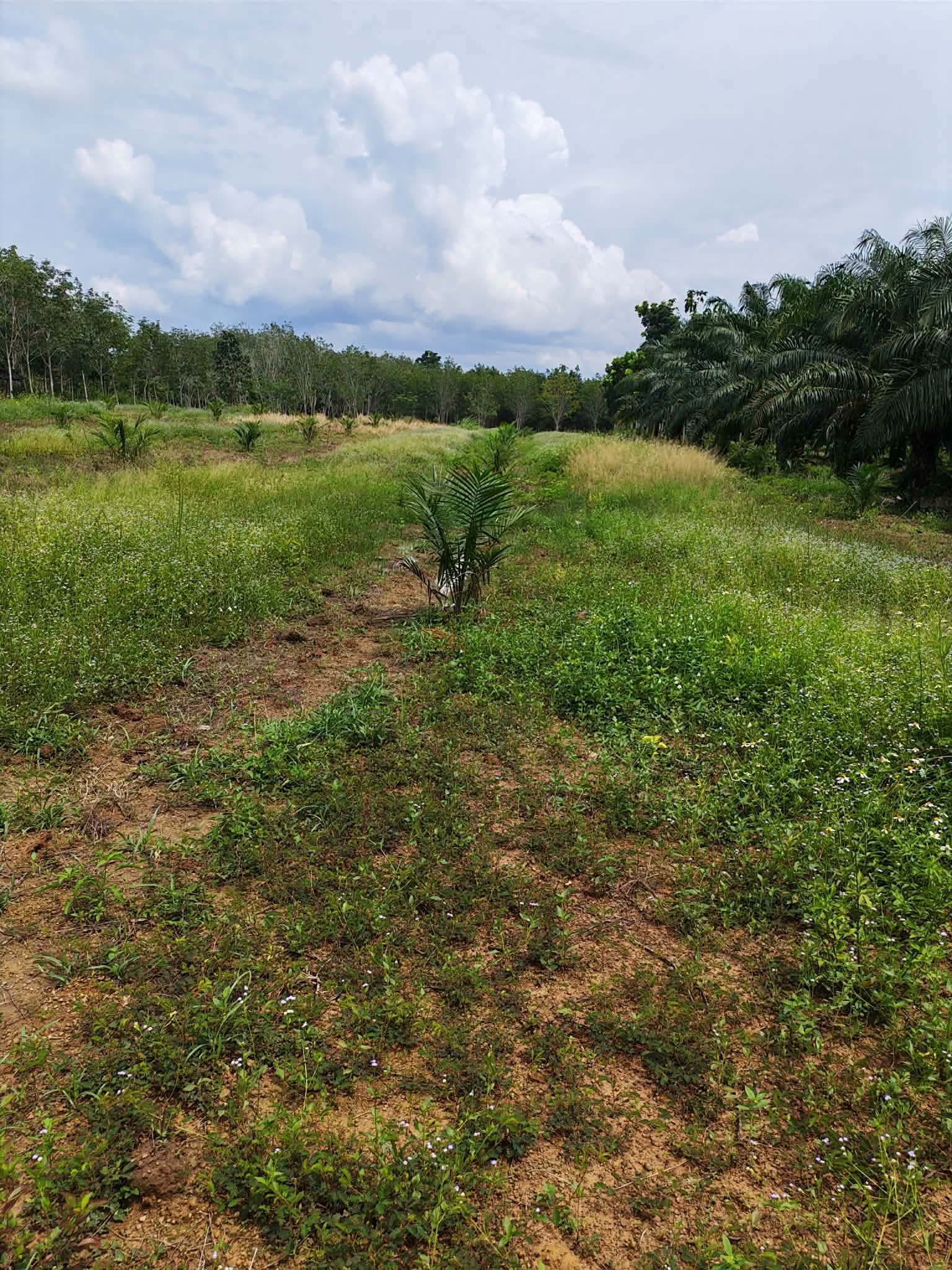 10-rai oil palm plantation for sale in Thung Song, Nakhon Si Thammarat – photo 4