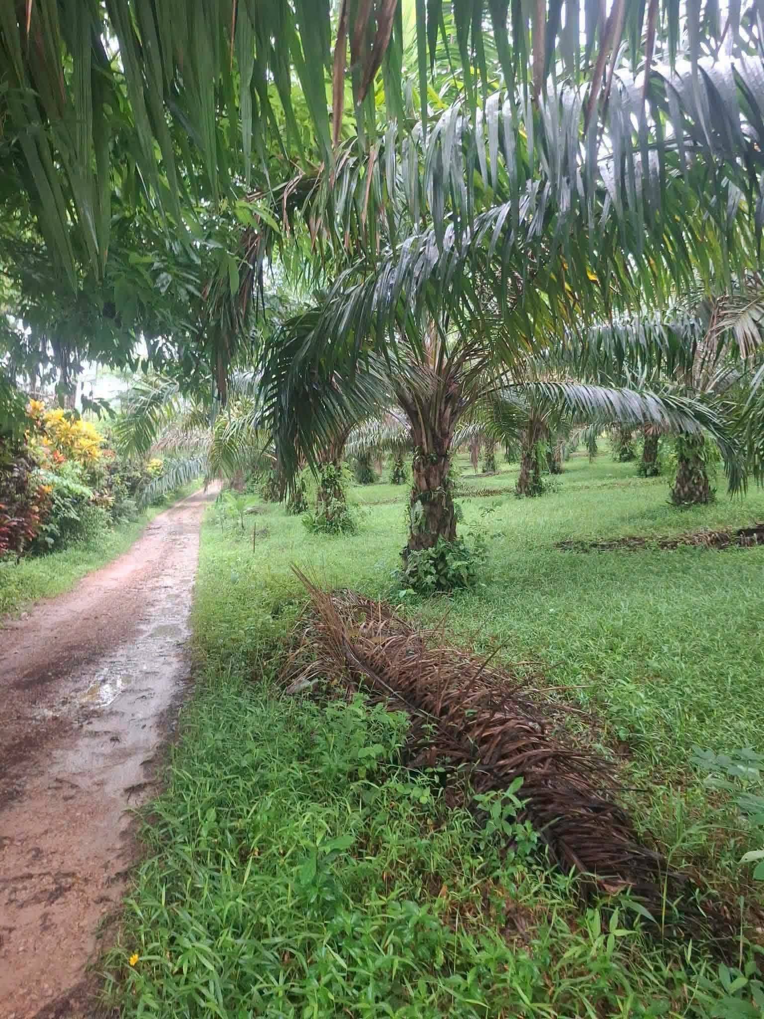 7-rai titled palm plantation land near Khao Lak, Thai Mueang – photo 2