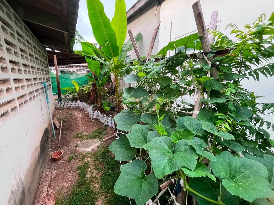 2-bedroom house with land for sale in Cherng Talay – photo 8