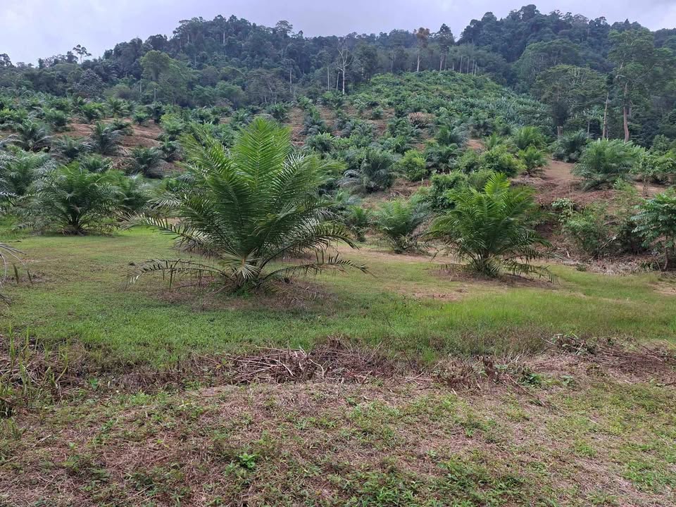 25-26 rai palm plantation land for sale in Lam Phi, Thai Mueang – photo 4