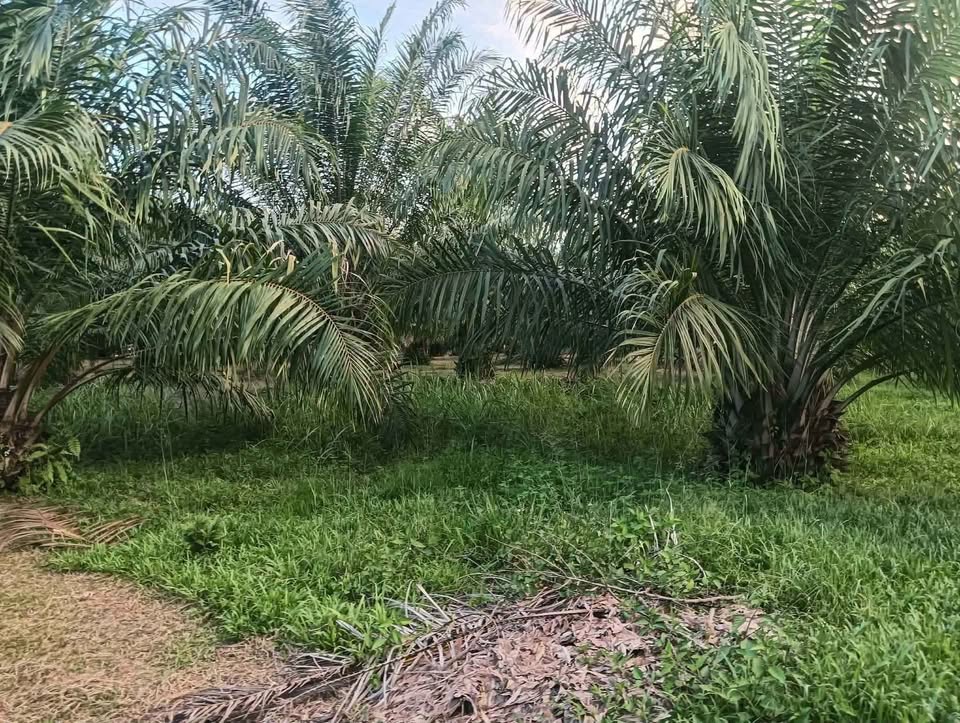 4 rai 93 sq wah titled palm plantation land for sale in Lam Kaen, near Khao Lak – photo 5