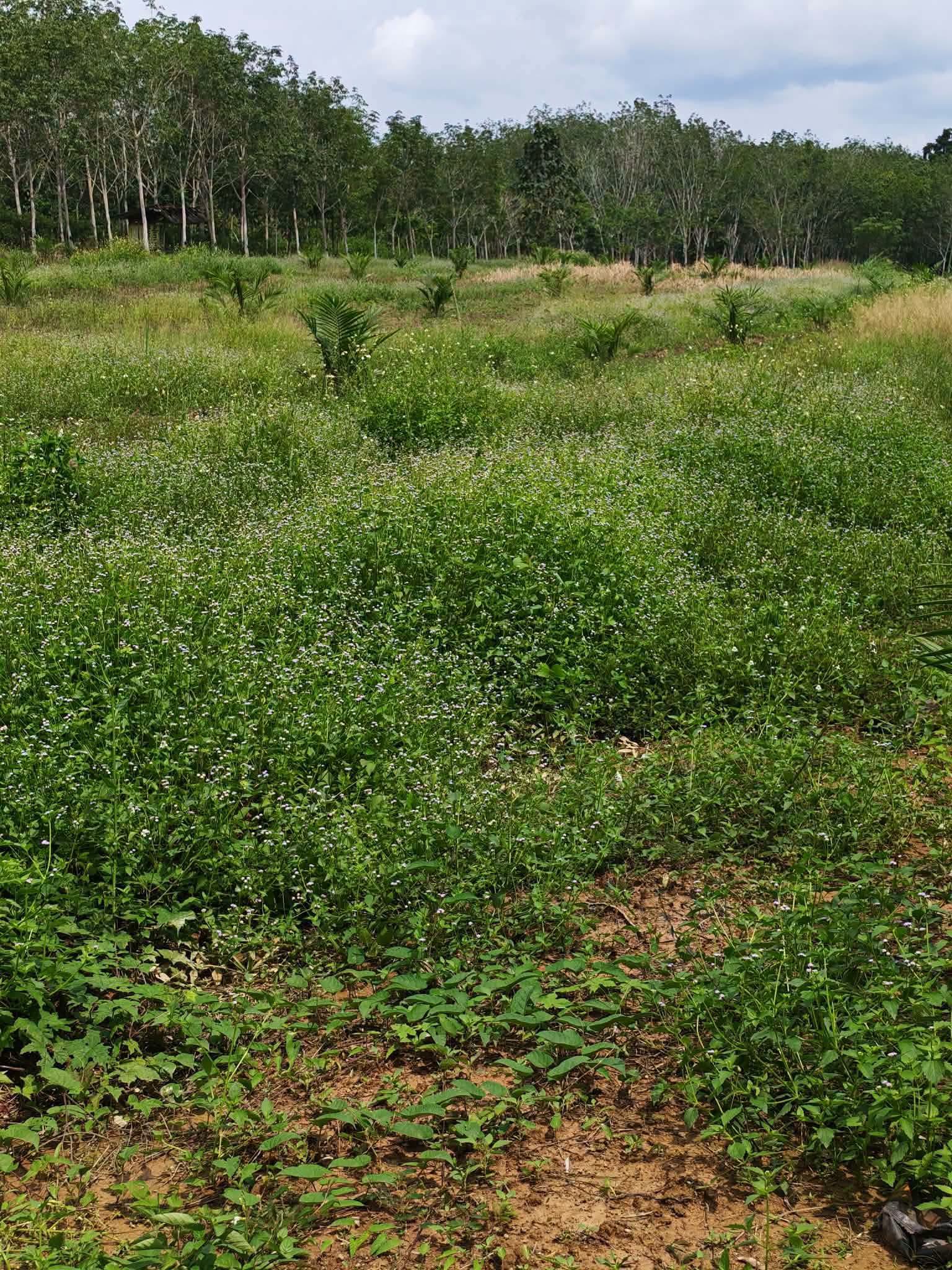 10-rai oil palm plantation for sale in Thung Song, Nakhon Si Thammarat – photo 10
