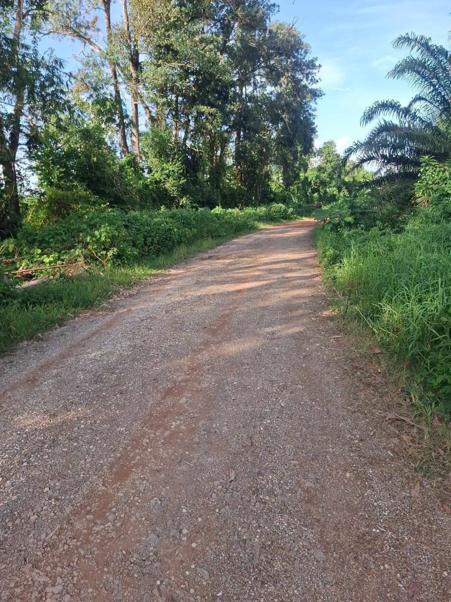 7-rai titled palm plantation land near Khao Lak, Thai Mueang – photo 9