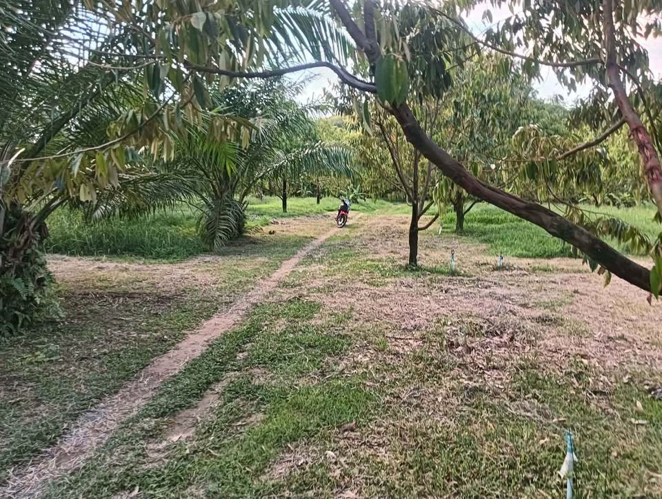 4 rai 93 sq wah titled palm plantation land for sale in Lam Kaen, near Khao Lak – photo 3