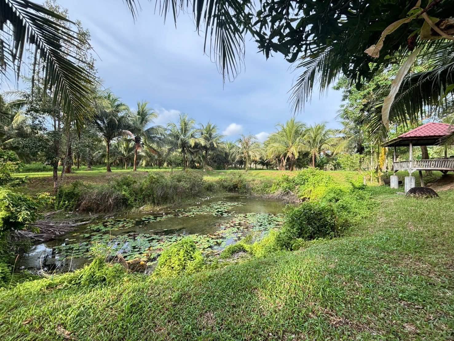 Coconut Garden Land for Sale in Tha Yu, Phang Nga – photo 10