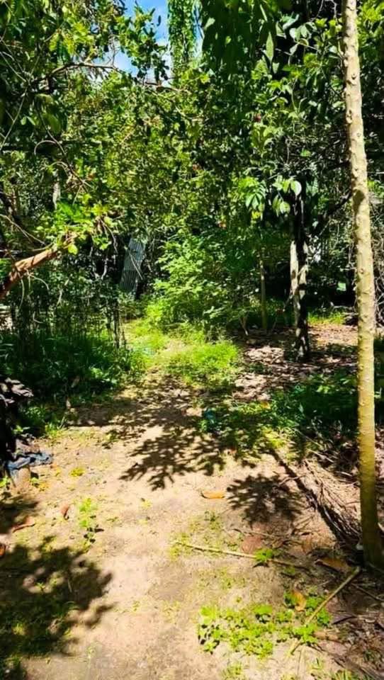 108 sq.wah land plot for sale near Pa Khlok, Thalang – photo 7