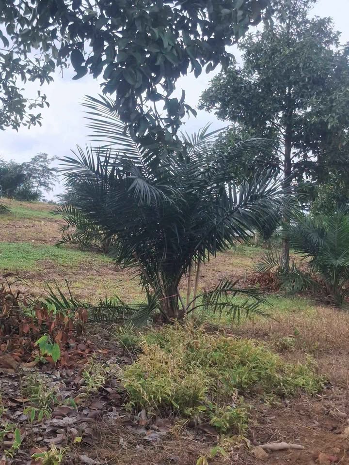 12 rai palm plantation with small house for sale in Thung Maphrao, Thai Mueang – รูปที่ 8