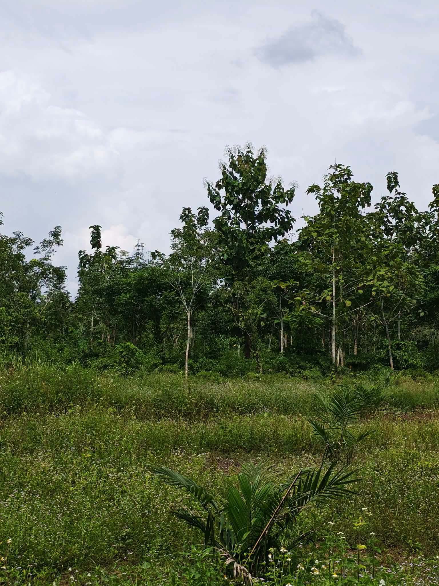 10-rai oil palm plantation for sale in Thung Song, Nakhon Si Thammarat – photo 8