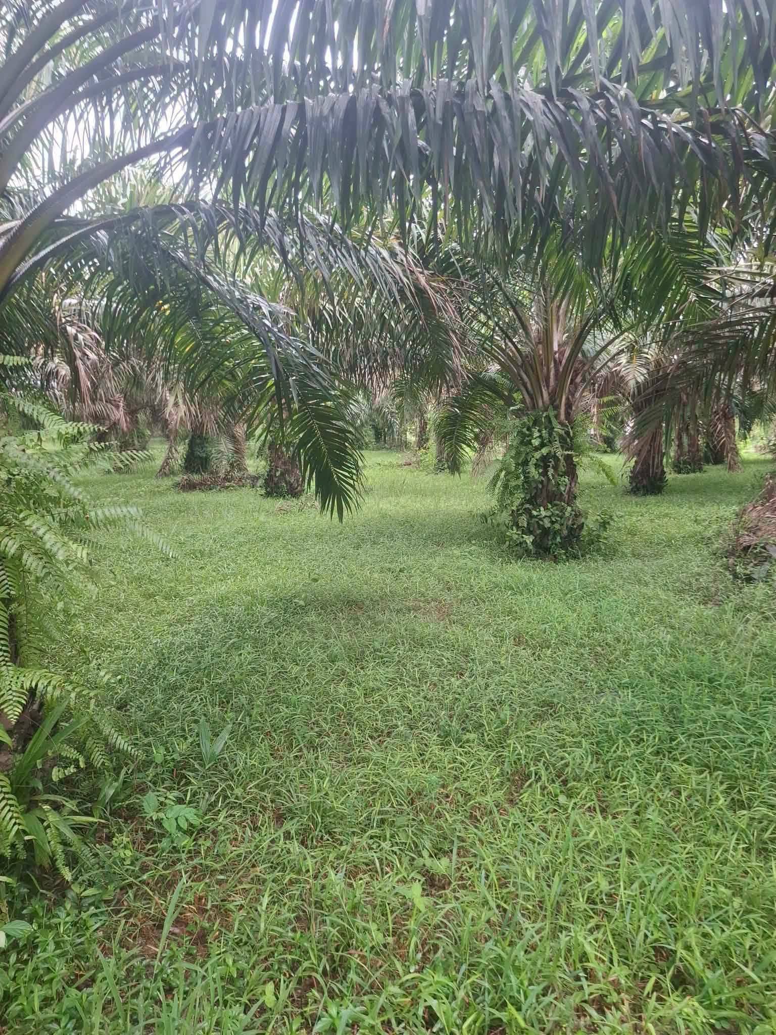 7-rai titled palm plantation land near Khao Lak, Thai Mueang – photo 8