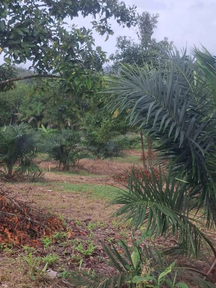 12 rai palm plantation with small house for sale in Thung Maphrao, Thai Mueang – รูปที่ 5