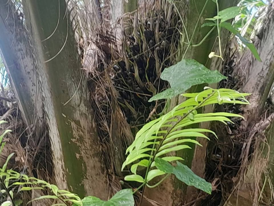 Palm Oil Plantation 11 Rai for Sale, Ron Phibun, Nakhon Si Thammarat – photo 5