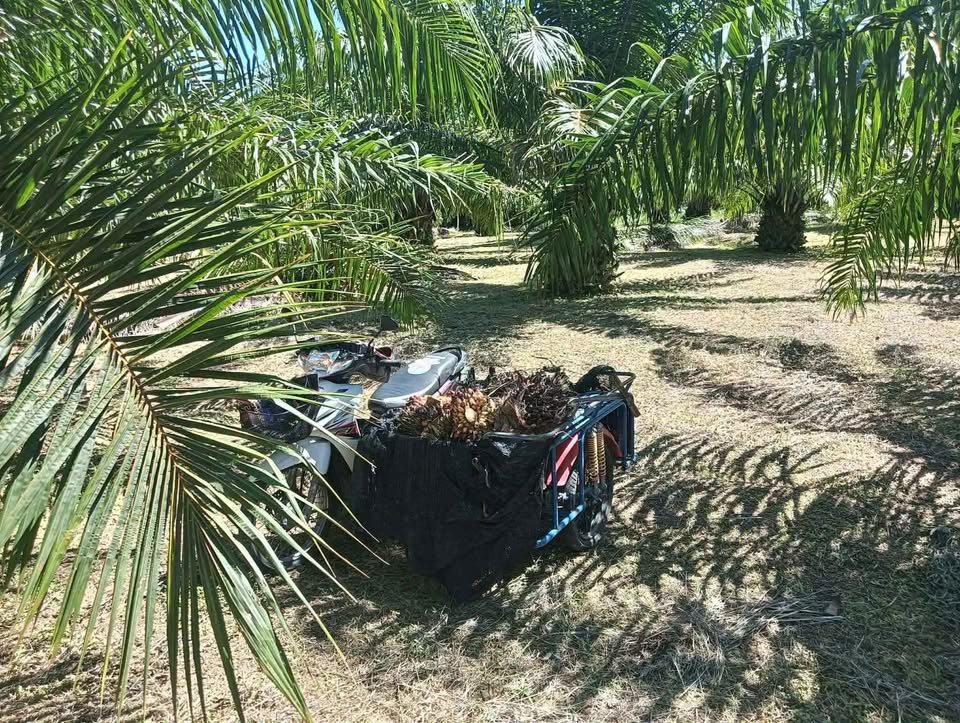 4 rai 93 sq wah titled palm plantation land for sale in Lam Kaen, near Khao Lak – photo 6