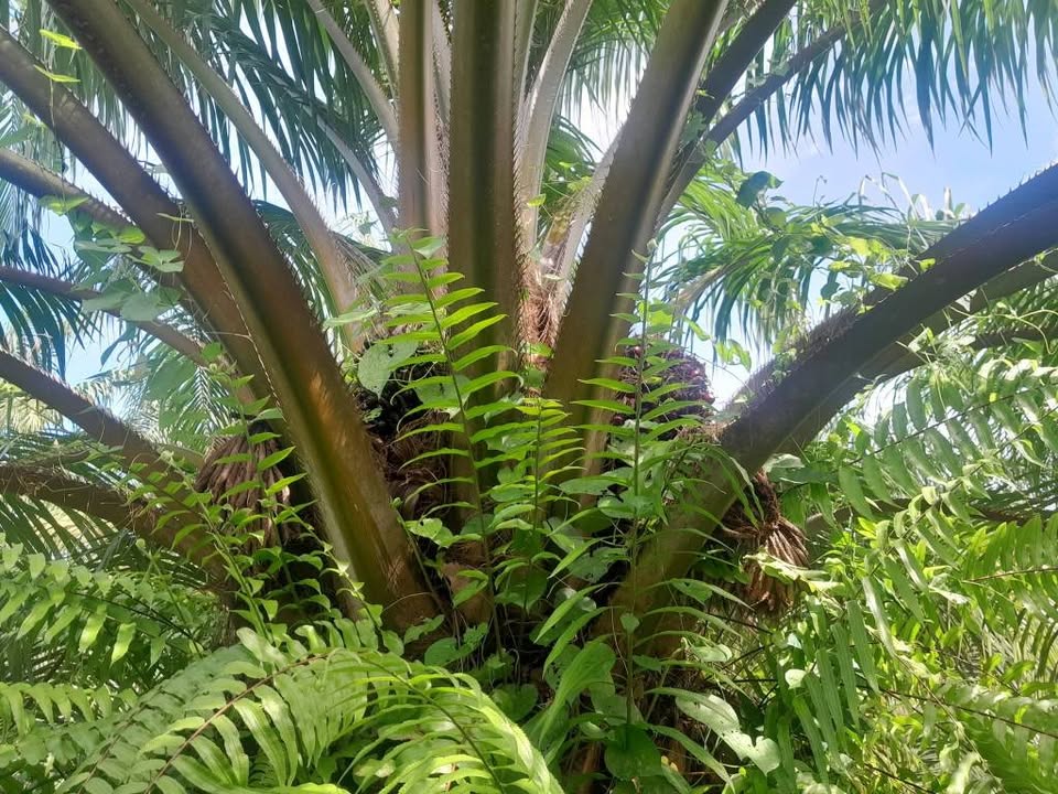 Palm Oil Plantation 11 Rai for Sale, Ron Phibun, Nakhon Si Thammarat – photo 4