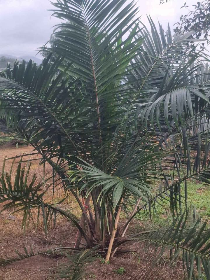 12 rai palm plantation with small house for sale in Thung Maphrao, Thai Mueang – รูปที่ 6